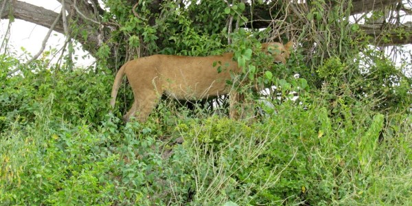 tanzania safari cost per day
